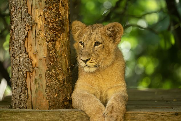 An Asiatic lion at London Zoo, where it costs from £405 a night to stay