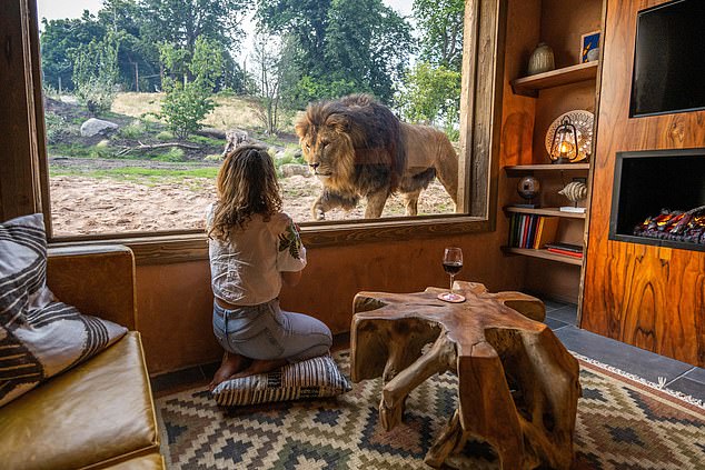 The lions prowl outside Raquel's window - no more than a meter away - on their early patrol of the grounds.