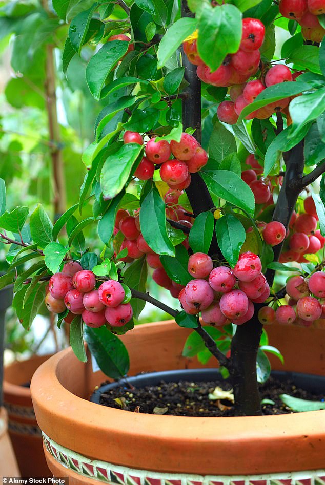 Compact crab apples have beautiful flowers in spring and bright fruits in the winter months, providing food for wildlife.