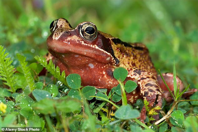 Toads, frogs and newts like a cool, moist place to hibernate.