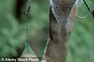 The best advice is to invest in a squirrel-proof bird feeder.