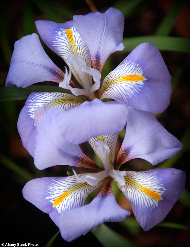 Iris Unguicularis Mary Barnard is named after the woman who first collected it in Algeria in 1937 and has fragrant deep purple flowers with golden slivers in the center of the petals, which can last until early spring.