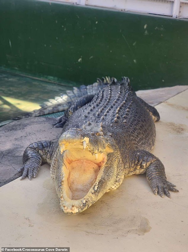 Crocosaurus Cove, a crocodile herpetarium and aquarium attraction that had held Burt in captivity since 2008, announced Burt's death on Monday.