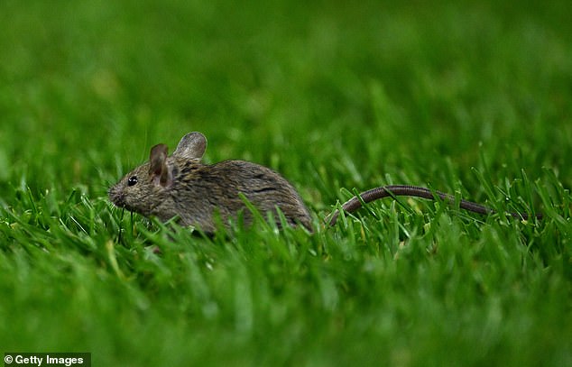 A mouse is shown on the Old Trafford pitch during their match against Bodo/Glimt in November.