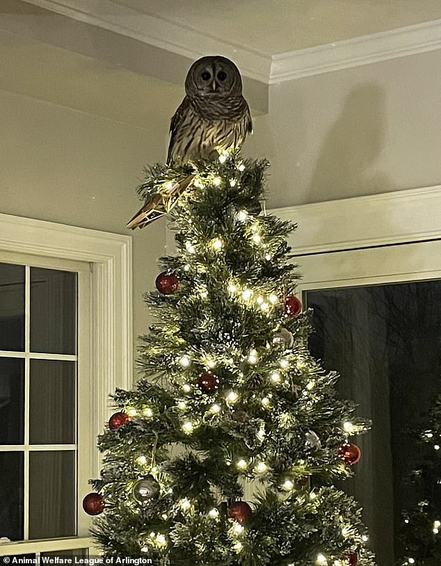 The barred owl sat in the tree for over an hour as the family waited for an animal services worker to safely remove the animal from their home