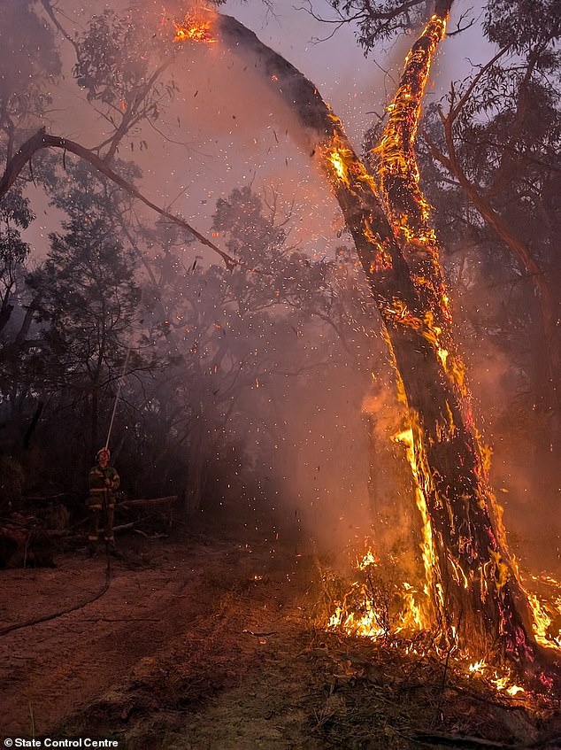 Boxing Day in Victoria poses a particularly high fire risk, with gusty winds and temperatures expected to hit 40C