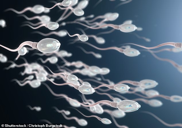 Experts like Dr. Swan are increasingly concerned about the impact the chemicals could have on reproductive health, such as reducing sperm count and quality in men.