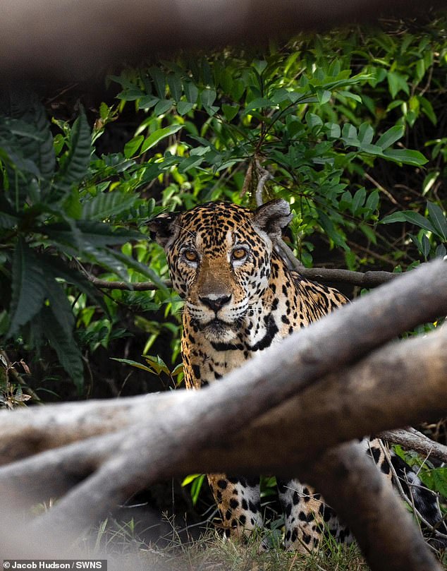 In the photo: A jaguar that 