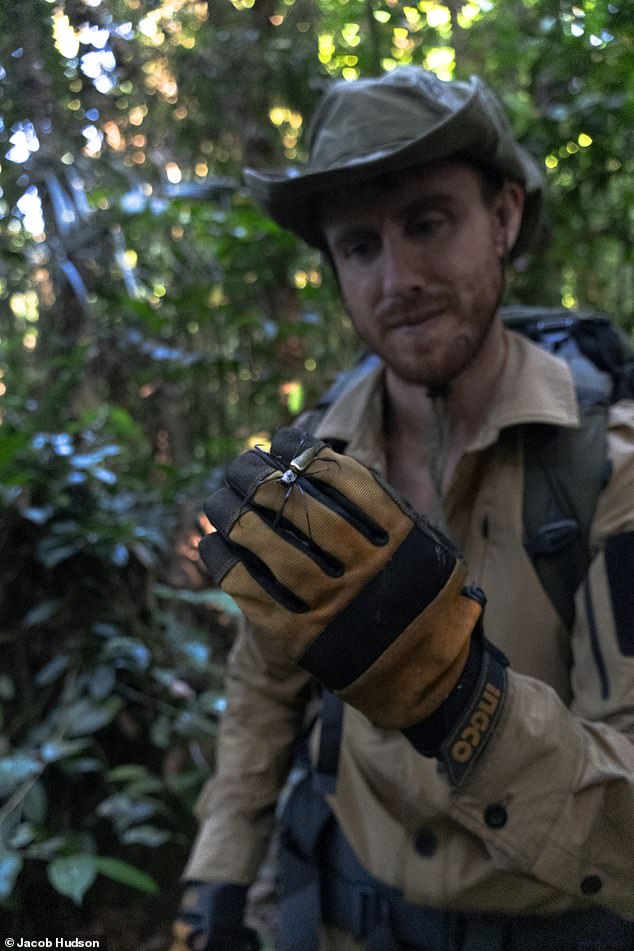 Pictured: Ashes holding the jungle bugs. He said that at night there were hundreds of diamond eyes belonging to a damn ton of spiders.