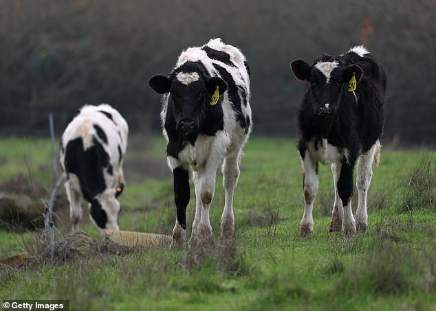 Human cases of bird flu have been due to exposure to infected cattle and poultry. Risk of human-to-human transmission remains low