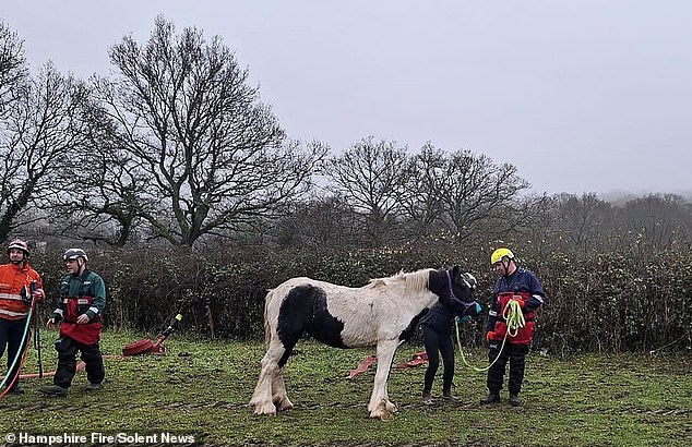 Hampshire Fire and Rescue has since shared that Lola has made a full recovery and is back to enjoying the familiarity of dry land in a neighboring field.