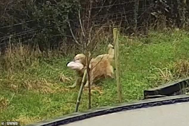 Fortunately, after a visit to the butcher to explain what happened, the woman was able to get an emergency turkey in time for Christmas Day.