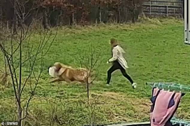 He chased the dog into the field to retrieve the turkey after it escaped.