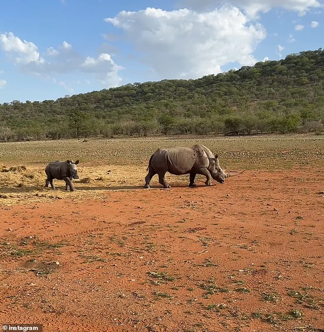 Martha took to Instagram and shared several snaps of the wild animals she was able to see during her tour of the private reserve.