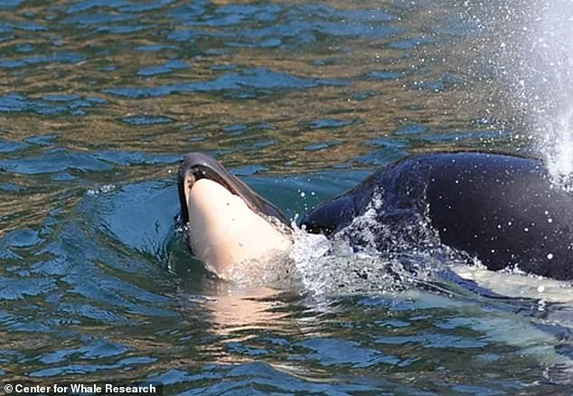 Tahlequah or J35 to researchers appears in a mourning photo on July 24, 2018 after the death of her calf.