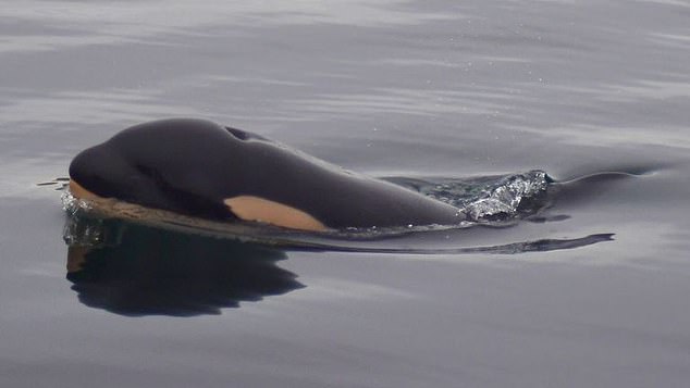 In a Facebook post, the Center for Whale Research confirmed that the baby, which it named J61, is female.