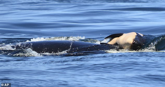 An orca calf is pushed by its mother after being born off the coast of Canada, near Victoria, in July 2018.