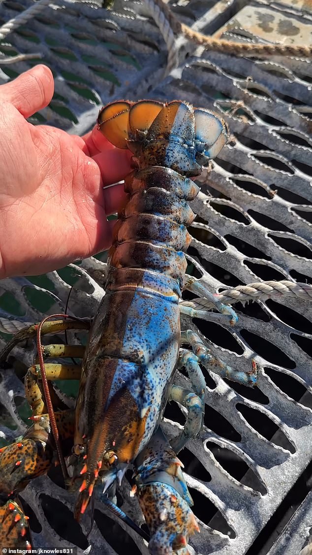 Bowie the lobster is split almost perfectly down the middle, with male reproductive parts on the blue side and female on the other. It is not clear whether Bowie can reproduce with himself