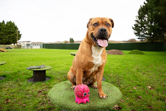 Cash appeal: Karma is another featured mascot on the charity calendar