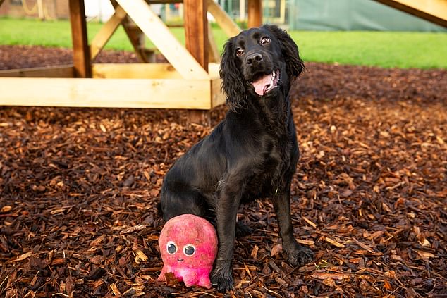 Smile! Olive is another dog supported by Dots, who is now struggling to stay afloat