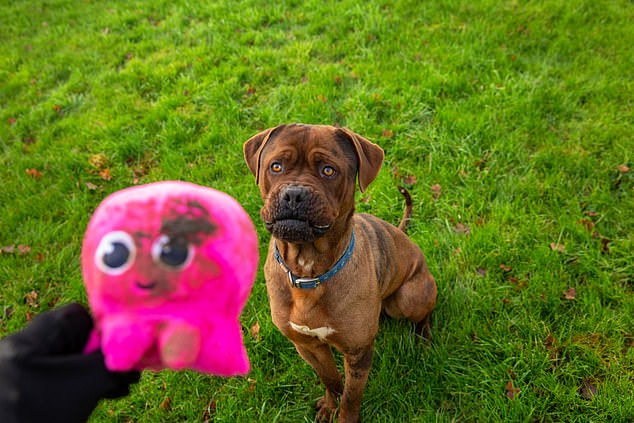 Plea: The charity's founder says he hopes to raise £20,000 from his fundraising efforts, including the calendar, which features dogs like Mozzy.