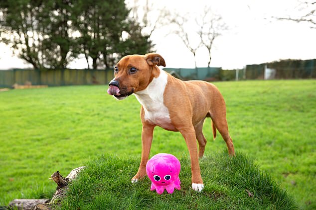 Good cause: The charity needs to cover its energy bill so it can continue caring for and rehoming dogs like this one, called Mr Bubs.