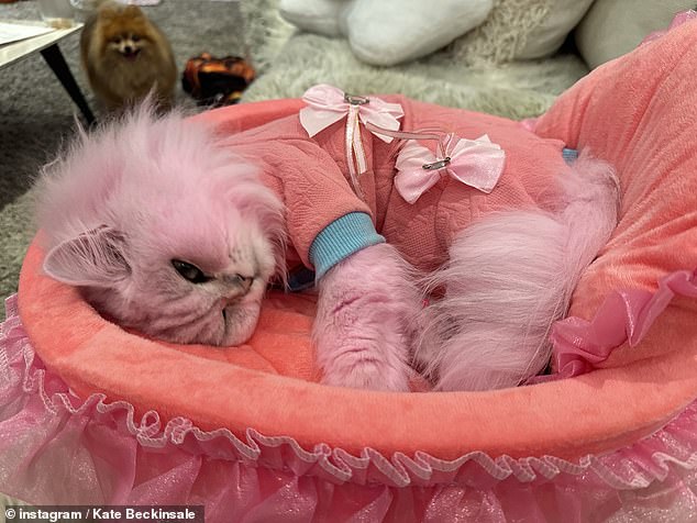 Kate's cat Willow, who has apparently recently dyed pink, was included in the Instagram roundup, sporting a pink and blue jumper with clip-on bows.