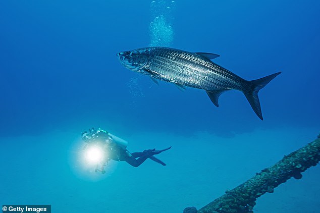 Although this extremely athletic fish has been sighted around the southern Chesapeake Bay and in coastal waters off the eastern coast of Virginia in the summer, it has rarely been seen swimming around Maryland.