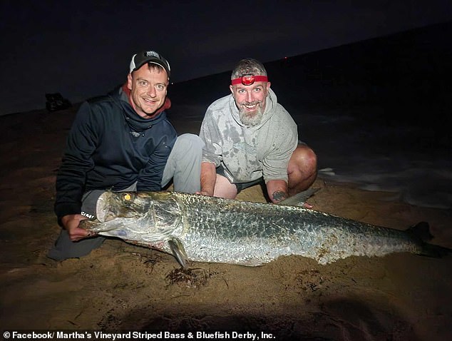 Rich Mann, a sales manager from Halifax, Massachusetts, also managed to hook a sleek 6-foot tarpon while bait fishing for a bluefish off East Beach on Chappaquiddick. Pictured: Mann with Tony Dagostino