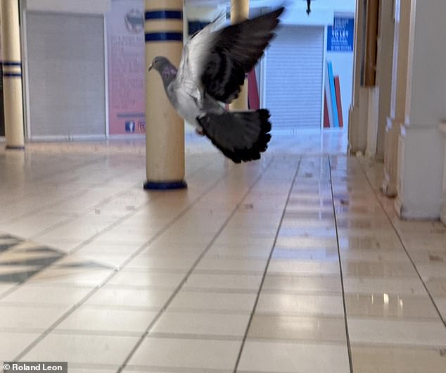 At Evesham shopping centre, residents say there are now more pigeons than shoppers