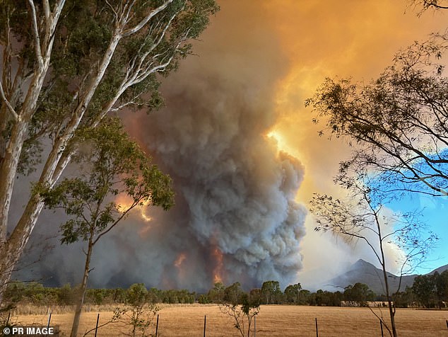 As devastating bushfires continue to ravage western Victoria's Grampians National Park, Albanese held a press conference with Allan on Sunday in which he endorsed a tweet she sent warning people not to light fires with a total ban in place.