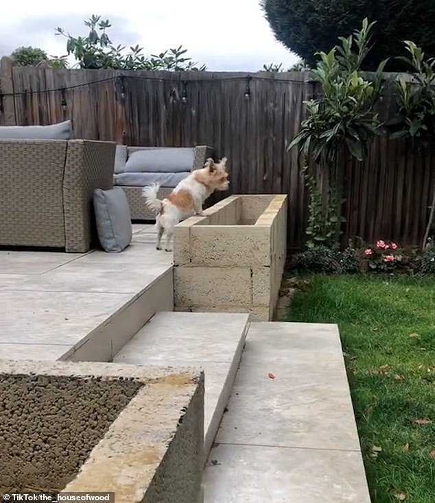 The family dog, shown here with the new planters, often makes cameos in Dom's videos.