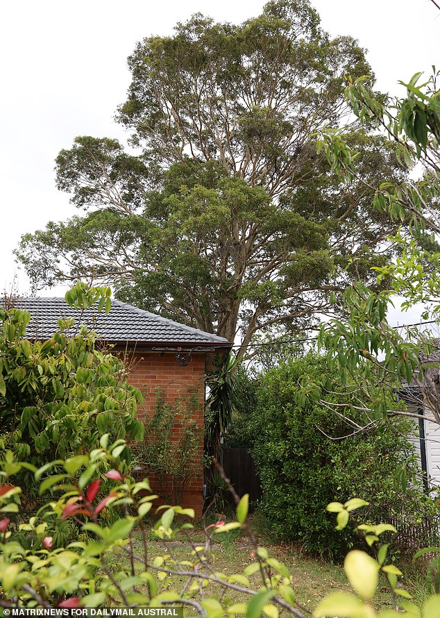 A large gum tree (above) stands in the backyard of a home Edgar Campos owns and looms over the cabin Mr. Franks has occupied for nearly 60 years.