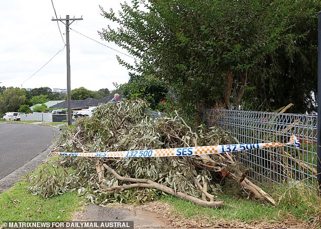 On Monday, branches from the gum tree were piled outside Franks' front fence, surrounded by State Emergency Service tape.