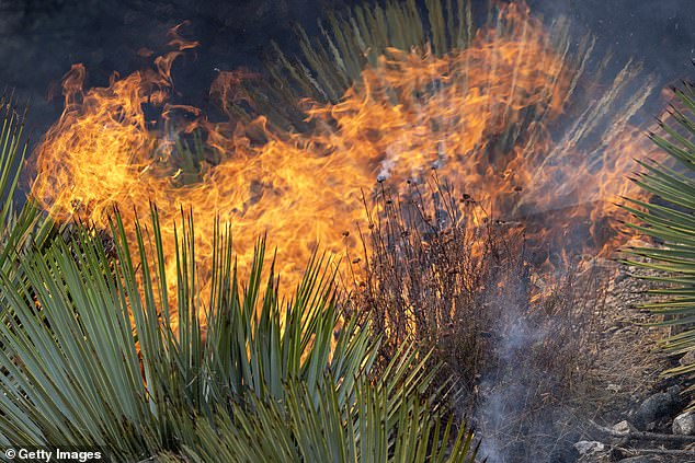 Mount Baldy Village devastated by bridge fire (pictured)