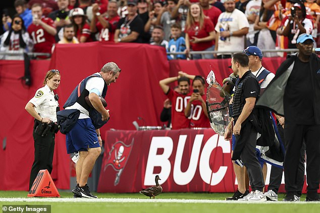 The Buccaneers' victory over the Panthers was briefly interrupted when the Duck was led away