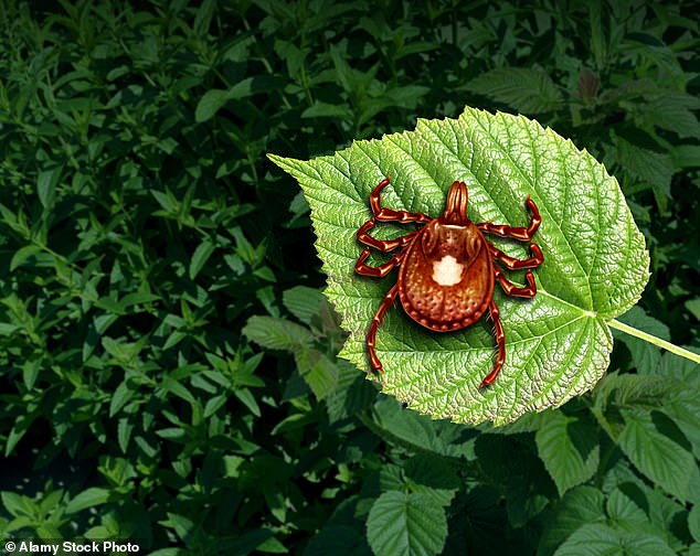 Alpha-gal syndrome is a condition caused by a tick bite that causes an allergy to red meat.