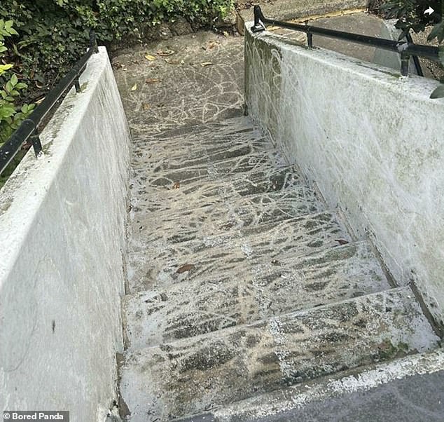 A job half done! This person had attempted to clean some concrete stairs with a pressure washer, with varying degrees of success.