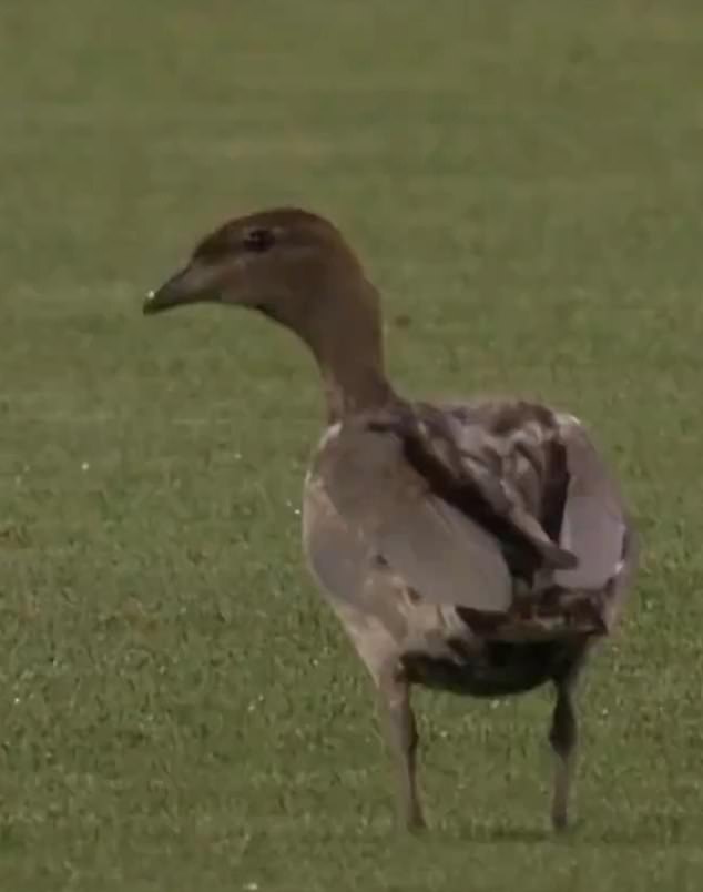 A strange incident unfolded during the Strikers' loss to the Scorchers at Adelaide Oval when a duck landed on the pitch.