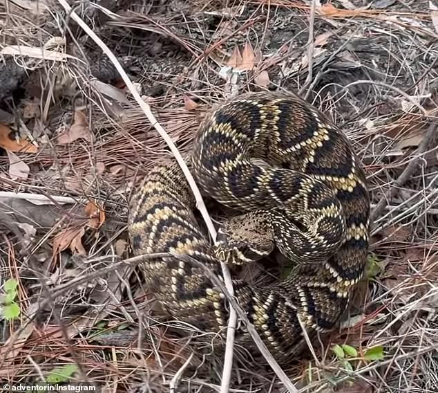 The venomous reptile bit Orin on the leg as he recorded himself as 'Cub'. I'm done' before rushing back to the car and receiving medical attention