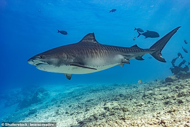 Di Gioia would have been attacked by a tiger shark while snorkeling