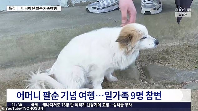 Locals have tried to comfort the animal, and one man told Chosun TV that he had tried to get it to come home with him, but the devoted pet returned home each time.