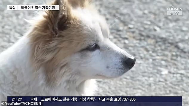 The video shows Mr. Bae's white dog wandering around and looking longingly at the path leading to the house.