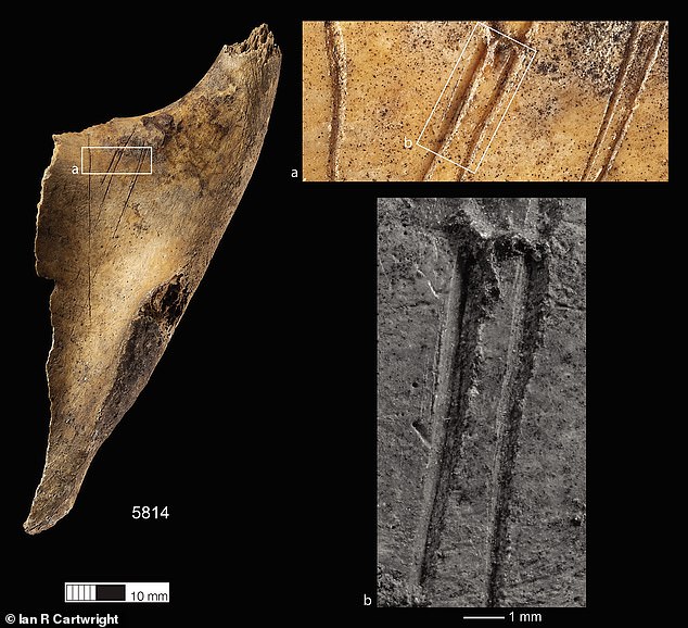 A team of archaeologists, led by the University of Oxford, examined more than 3,000 human bones and bone fragments unearthed in Charterhouse Warren, a village in Somerset.