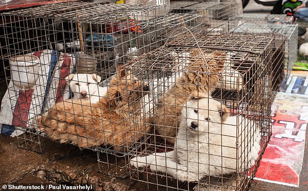 Eating dog meat is a long tradition in Vietnam, especially in the north of the country (stock photo)