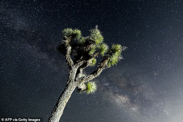 The American military witness spotted his 30- to 40-foot-long oval-shaped UFO while camping at the Yellow Post Campgrounds of the Santa Rosa Mountain, just southwest of Joshua Tree National Park in California. Above: The Milky Way seen over a Joshua Tree in the park on May 12, 2024