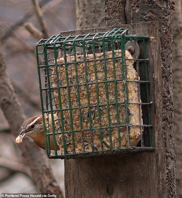 The RHS recommends placing blubber blocks in wire cages around your garden to support local bird species, including robins (file image)