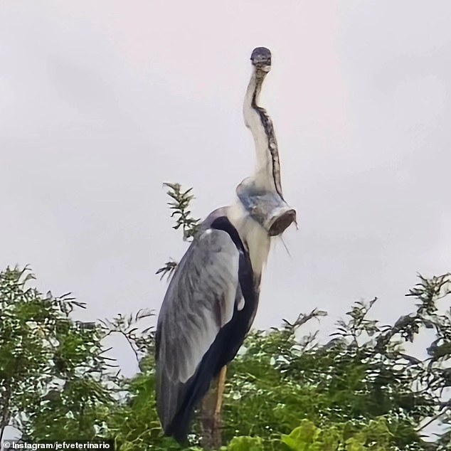 Pires fears that the presence of the cup in the heron's neck will prevent it from consuming food