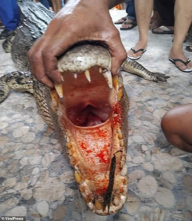 The crocodile then dragged the woman away as she disappeared beneath the surface near Deaa Orahili Beach in Pulau-Pulau Batu District of South Nias Regency.