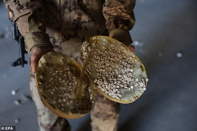 A Syrian rebel fighter displays Captagon pills hidden in a fake fruit at a manufacturing factory in the city of Douma, east of the capital Damascus, Syria, on December 14.